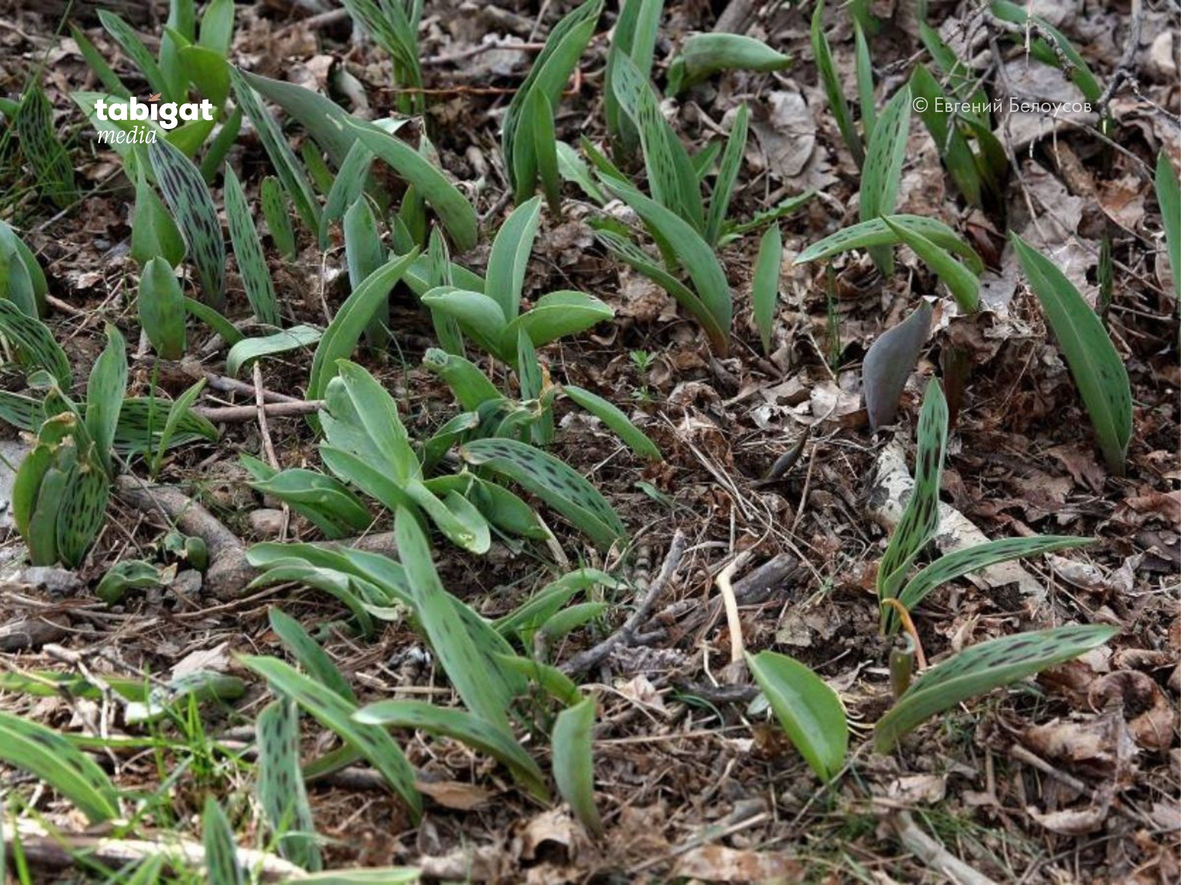 Сексуалдық құлдың жеке видеосы